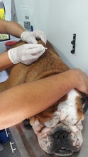 Secretar&iacute;a de Salud P&uacute;blica Municipal present&oacute; sistema de registro (microchips) de animales considerados potencialmente peligrosos