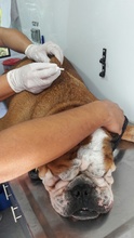 Secretar&iacute;a de Salud P&uacute;blica Municipal present&oacute; sistema de registro (microchips) de animales considerados potencialmente peligrosos