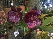 Las orqu&iacute;deas embellecen a Cali