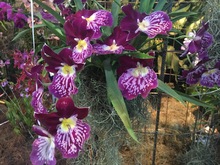 Las orqu&iacute;deas embellecen a Cali