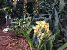 Las orqu&iacute;deas embellecen a Cali