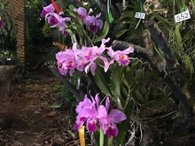 Las orqu&iacute;deas embellecen a Cali