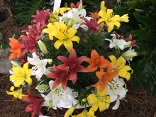 Las orqu&iacute;deas embellecen a Cali