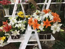 Las orqu&iacute;deas embellecen a Cali