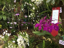 Las orqu&iacute;deas embellecen a Cali