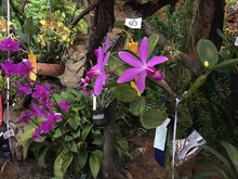 Las orqu&iacute;deas embellecen a Cali