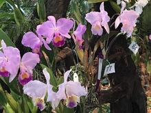 Las orqu&iacute;deas embellecen a Cali