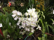 Las orqu&iacute;deas embellecen a Cali