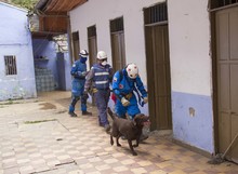 135 mil ciudadanos se le midieron al Simulacro Nacional en Cali