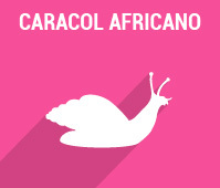 Caracol Africano
