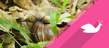 Caracol africano