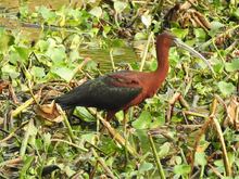 PLEGADIS FALCINELLUS