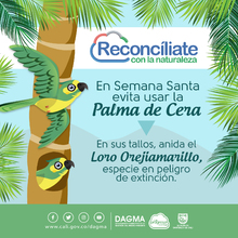 Dagma anuncia operativos de control al tr&aacute;fico ilegal de Palma de Cera en Semana Santa