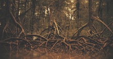 Una piang&uuml;era que destierra recuerdos y fantasmas en un manglar