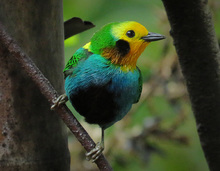 aves2