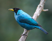 aves3