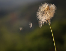 magia1