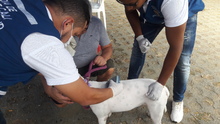 Jornada de registro para animales considerados potencialmente peligrosos en el Centro Comercial R&iacute;o Cauca