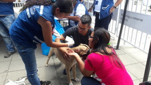 Jornada de registro para animales considerados potencialmente peligrosos en el Centro Comercial R&iacute;o Cauca