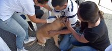 Jornada especial de Registro de Perros considerados potencialmente peligrosos, culmin&oacute; con &eacute;xito. 