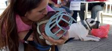 Jornada especial de Registro de Perros considerados potencialmente peligrosos, culmin&oacute; con &eacute;xito. 