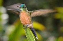 Este fin de semana se realizar&aacute; el Festival de Pance: plan con gastronom&iacute;a, cultura y deporte 