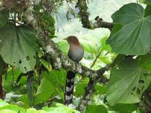 Este fin de semana se realizar&aacute; el Festival de Pance: plan con gastronom&iacute;a, cultura y deporte 