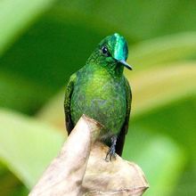 Tercer puesto - Camara Profesional