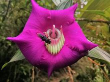 Primer puesto - Camara Celular