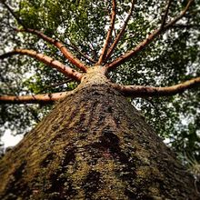 Segundo puesto - Camara Celular