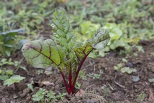 La instituci&oacute;n educativa La paz presentar&aacute; su experiencia significativa en la ciudad de Bogot&aacute; 