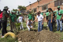 Un guayac&aacute;n que despierta la vida en la comuna 14