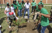 Un guayac&aacute;n que despierta la vida en la comuna 14