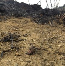 Individuo de saltamontes familia Acridiidae