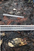 Individuo de Didelphis marsupialis 