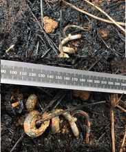 Individuo de Oxyrhopus petola, falsa coral 