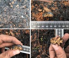 Individuos de Artibeus lituratus