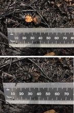 Individuo de ara&ntilde;a, clase Arachnida