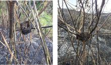 Nidos afectados por incendio forestal