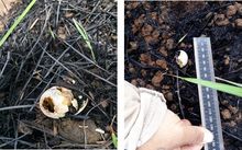 Huevos afectados por incendio forestal
