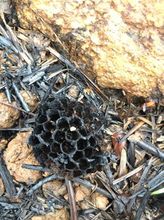 Panal de avispas afectado por incendio forestal