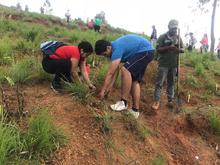  1.000 &aacute;rboles m&aacute;s fueron sembrados en el cerro de Cristo Rey