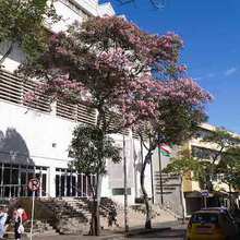 Estrategia Mi Cali Bonita est&aacute; sembrando m&aacute;s de 3.600 &aacute;rboles en la ciudad 