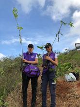 El Plan Ave F&eacute;nix se sigue fortaleciendo, este fin de semana 800 &aacute;rboles fueron sembrados