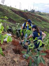 El Plan Ave F&eacute;nix se sigue fortaleciendo, este fin de semana 800 &aacute;rboles fueron sembrados