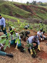 El Plan Ave F&eacute;nix se sigue fortaleciendo, este fin de semana 800 &aacute;rboles fueron sembrados