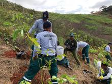 El Plan Ave F&eacute;nix se sigue fortaleciendo, este fin de semana 800 &aacute;rboles fueron sembrados
