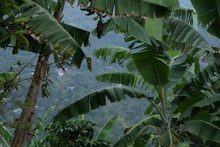 Umata entrega insumos en zona rural por m&aacute;s de 900 millones de pesos