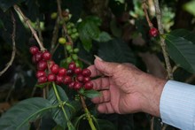 Umata entrega insumos en zona rural por m&aacute;s de 900 millones de pesos