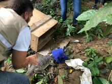 Autoridades ambientales trabajan conjuntamente en la liberaci&oacute;n y reubicaci&oacute;n de animales silvestres v&iacute;ctimas del tr&aacute;fico ilega